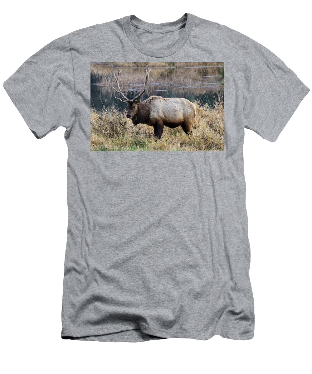 Elk T-Shirt featuring the photograph The Old Bull by Steven Clark