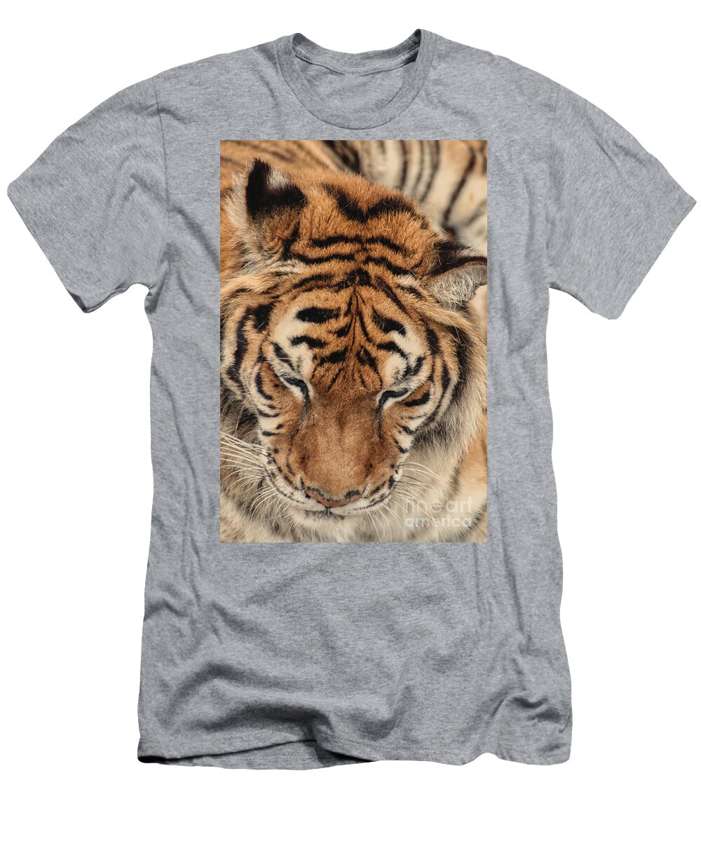 Tiger T-Shirt featuring the photograph Tiger Portrait by Paulette Sinclair