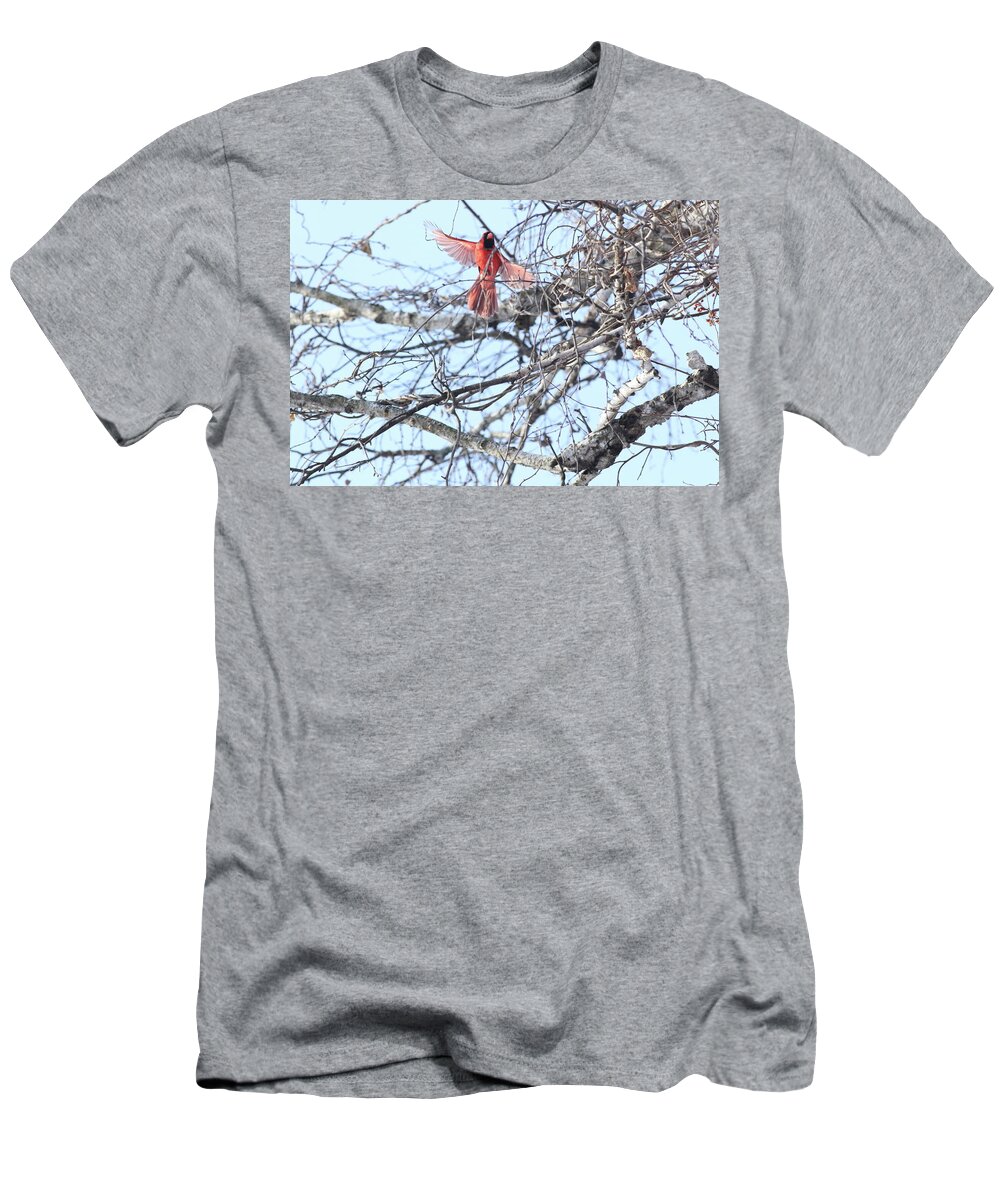Make Cardinal. Flight. Tree. Blue Sky. Branches. T-Shirt featuring the photograph Time to fly by Marty Timmerman