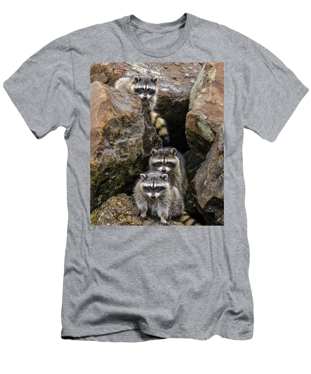 Raccoon T-Shirt featuring the photograph Tne Raccons by Jerry Cahill
