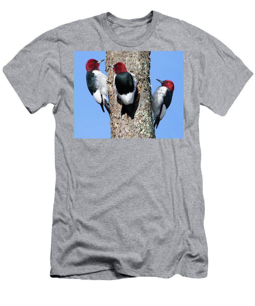 Red Headed Woodpecker T-Shirt featuring the photograph Tripecka by Art Cole