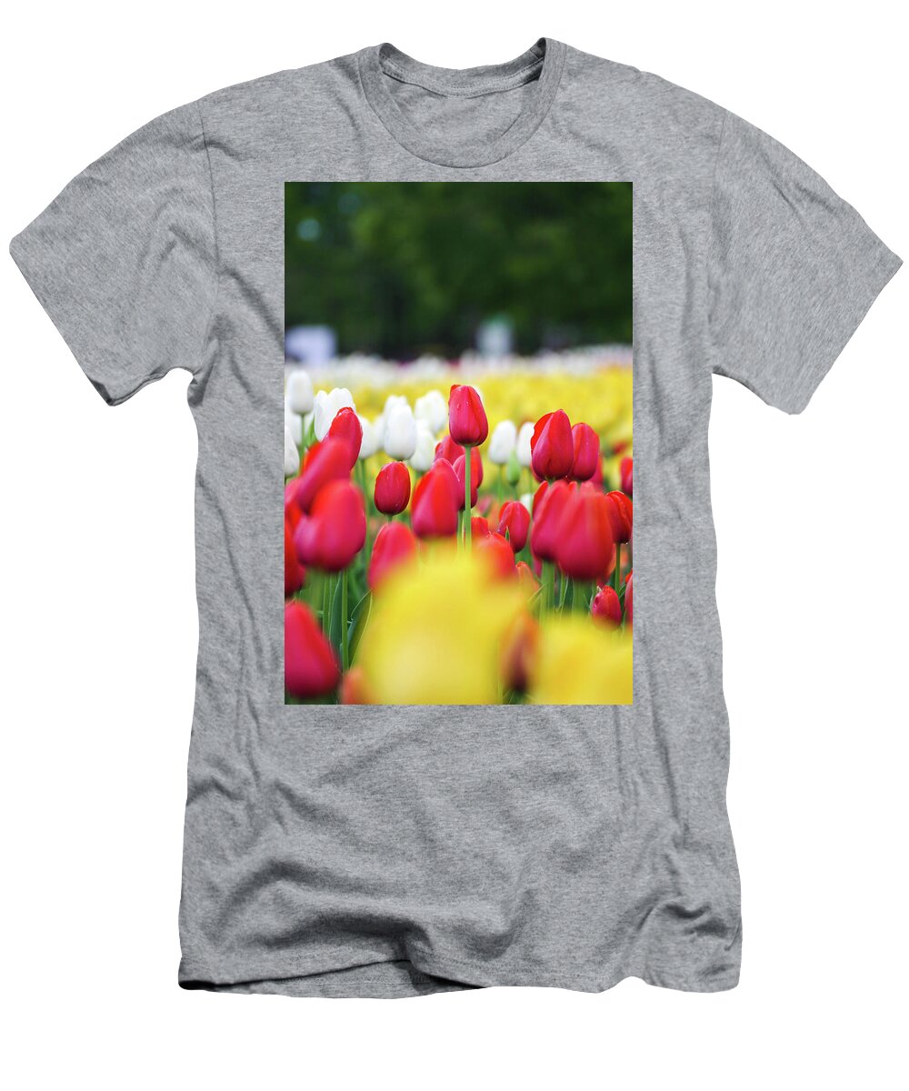 Framed Prints T-Shirt featuring the photograph Tulips by Jared Windmuller - Tulip - Red - by Jared Windmuller