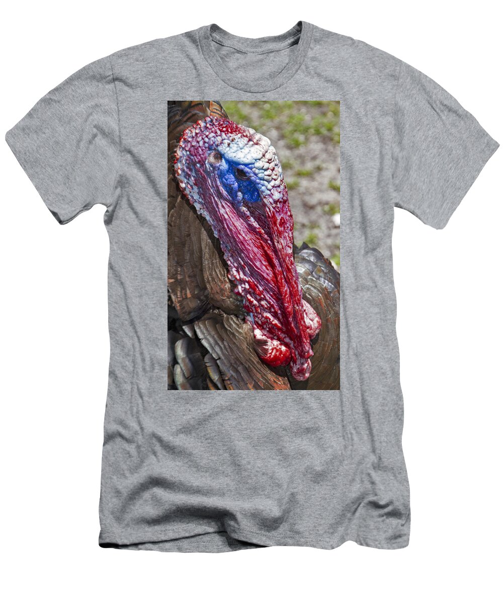 Farm T-Shirt featuring the photograph Turkey by Bob Slitzan