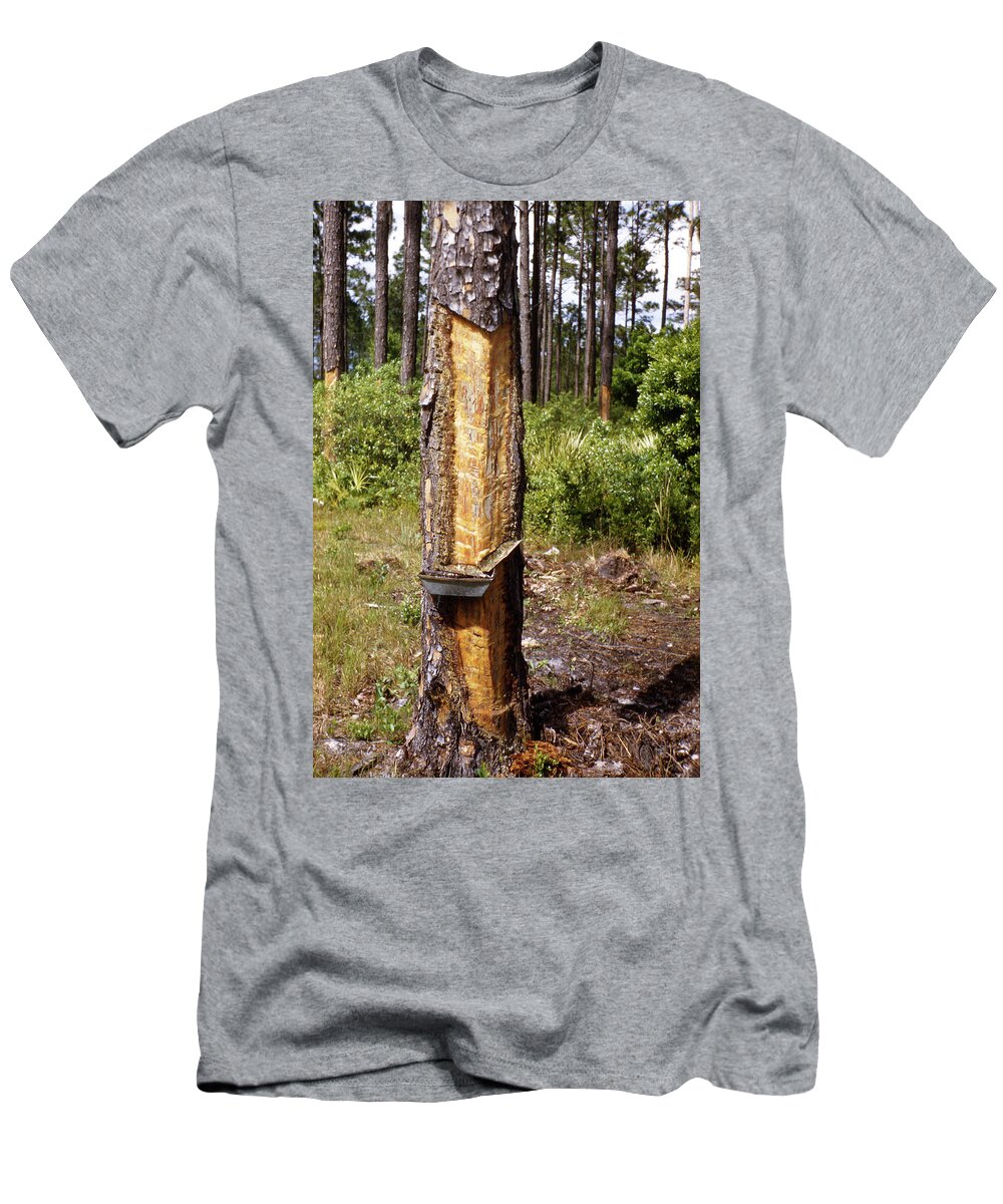 Turpentine T-Shirt featuring the photograph Turpentine Tree by Marilyn Hunt