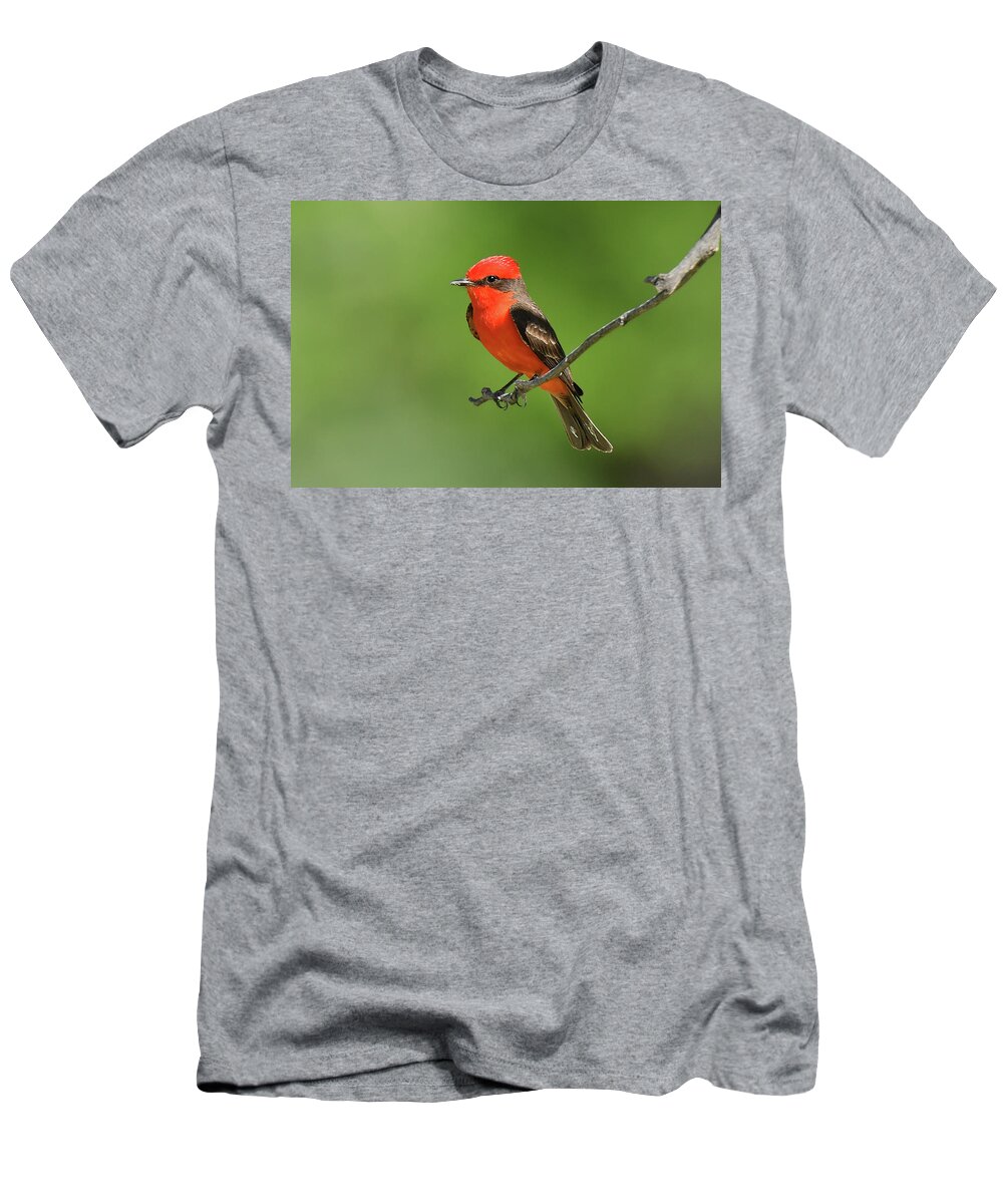 Bird T-Shirt featuring the photograph Vermillion Flycatcher by Alan Lenk