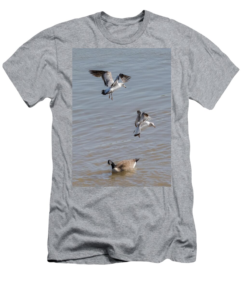 Gull T-Shirt featuring the photograph Watch Out Below by Holden The Moment