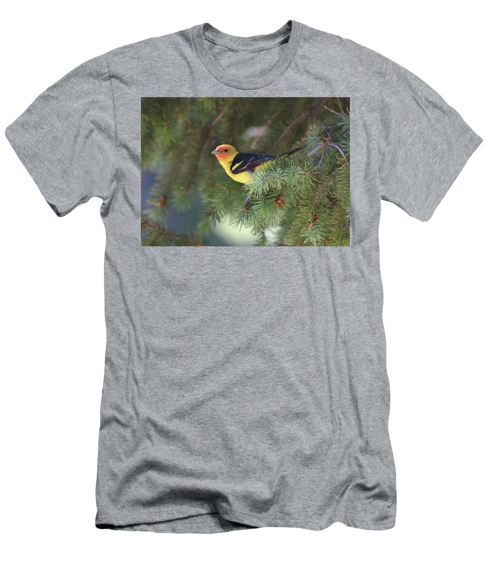  T-Shirt featuring the photograph Western Tanager by Ben Foster