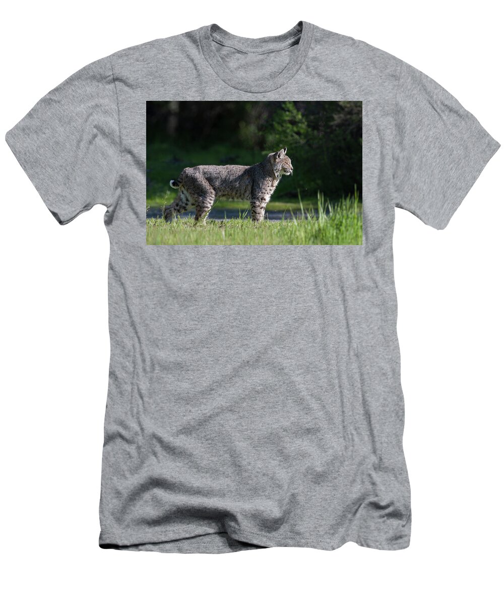 Wild Cat T-Shirt featuring the photograph Wild Bobcat stands profile looking toward sun by Mark Miller