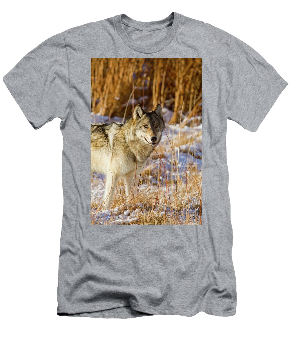 Wolf T-Shirt featuring the photograph Wild Wolf by Mark Miller