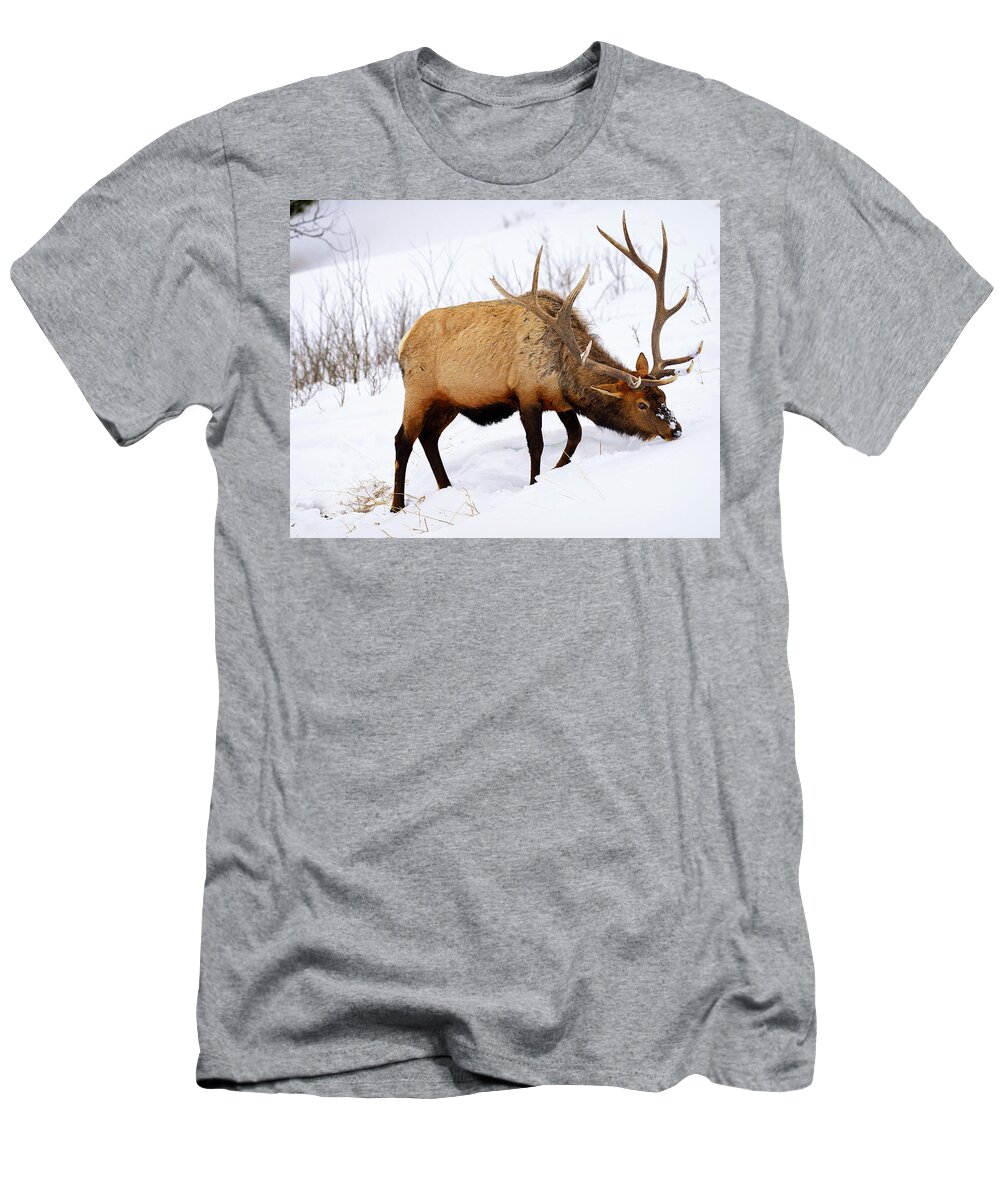Elk T-Shirt featuring the photograph Winter Bull by Greg Norrell