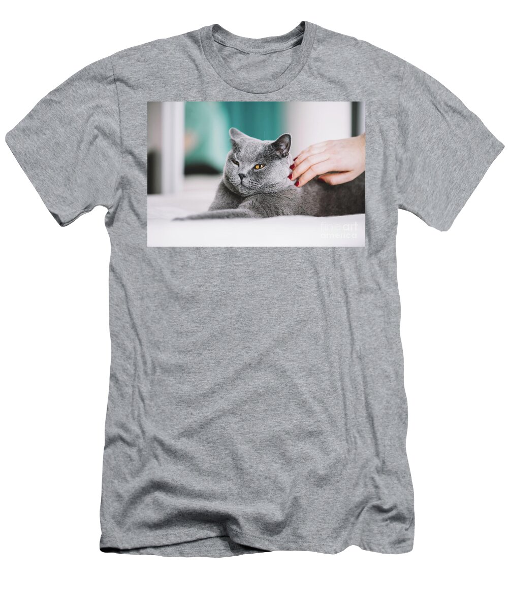 Cat T-Shirt featuring the photograph Woman petting a fluffy grey cat on the back. by Michal Bednarek