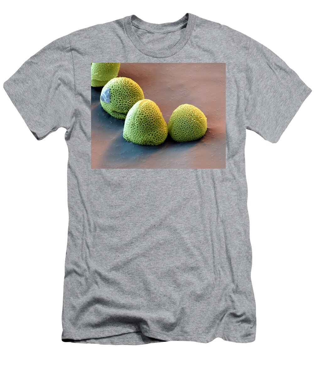 Allergen T-Shirt featuring the photograph Common Ash Pollen Fraxinus Excelsior #1 by Meckes/ottawa
