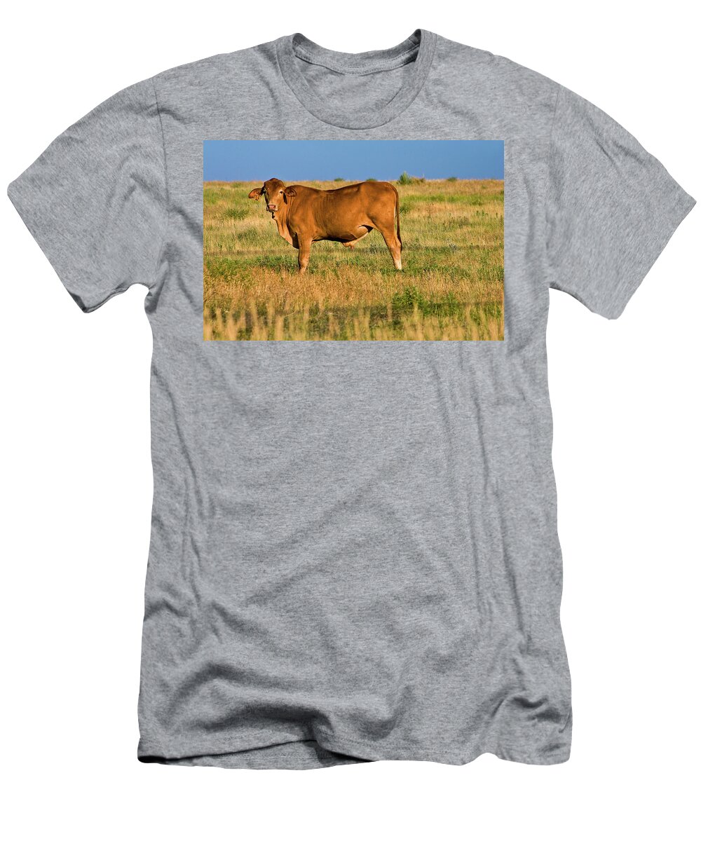 Estock T-Shirt featuring the digital art Cow #1 by Claudia Uripos