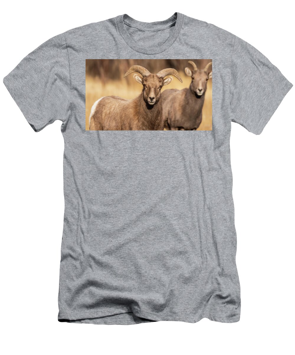 Big Horn Sheep T-Shirt featuring the photograph Big Horn Sheep #2 by Brenda Jacobs