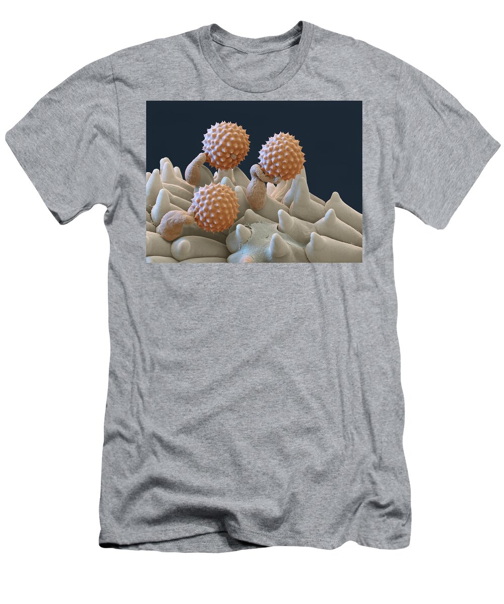 Ambrosia T-Shirt featuring the photograph Pollen And Pollen Tubes, Sem #2 by Oliver Meckes EYE OF SCIENCE