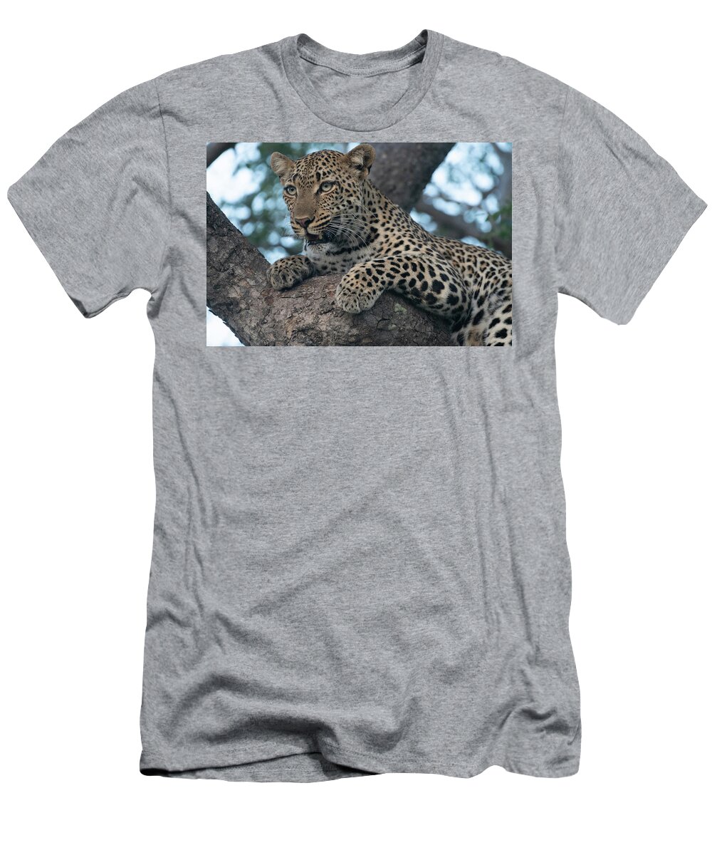 Leopard T-Shirt featuring the photograph A Focused Leopard by Mark Hunter
