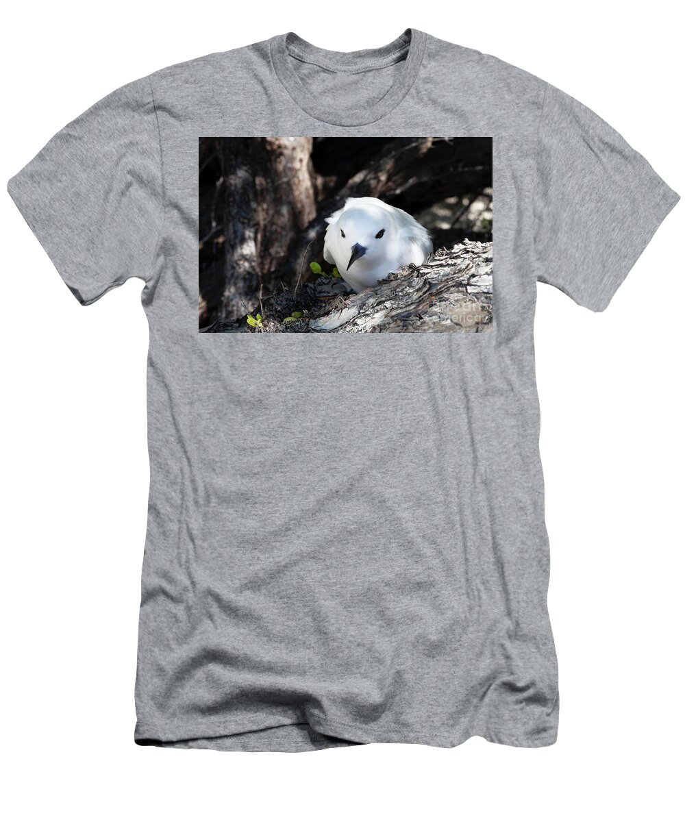 White Tern T-Shirt featuring the photograph Adult White Tern in Rangiroa by Diane Macdonald