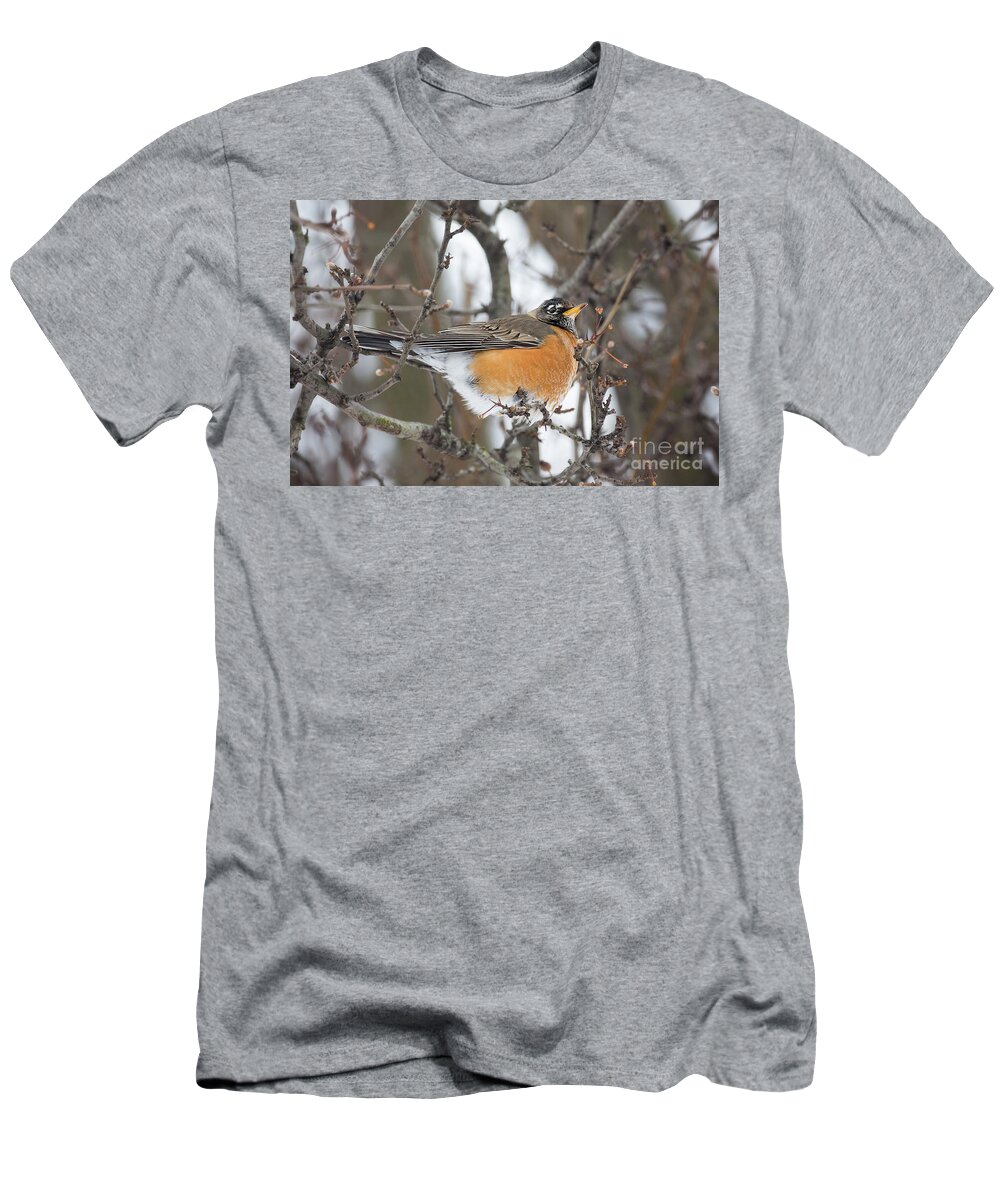 Nature T-Shirt featuring the photograph American Robin Red Breast by Sharon McConnell