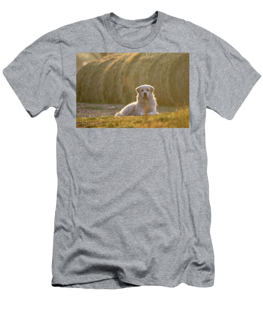 Farm T-Shirt featuring the photograph Amos The Farm Dog by Brook Burling