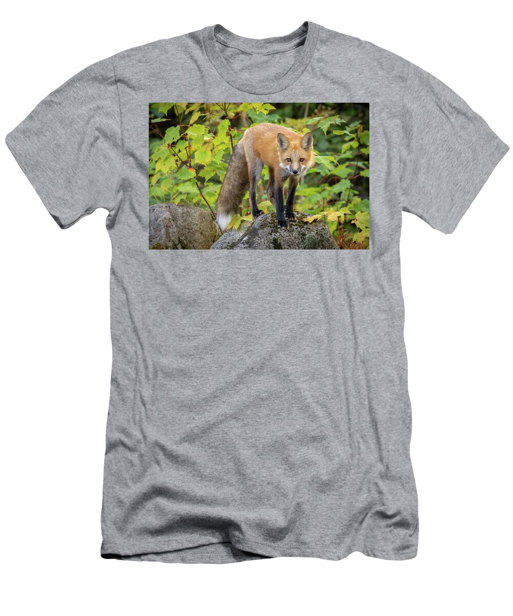 Maine T-Shirt featuring the photograph Autumn Fox II by Colin Chase