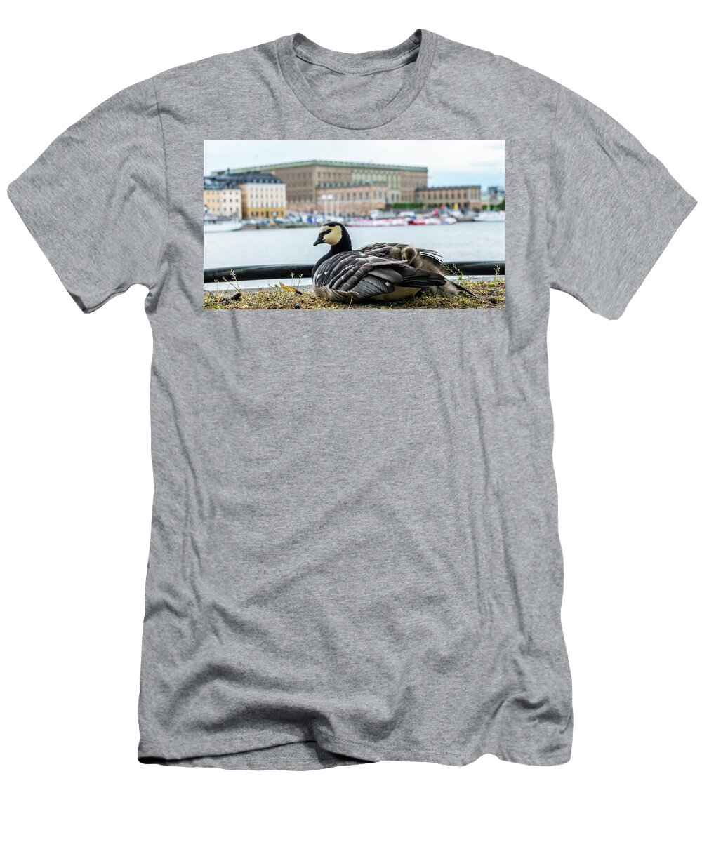 Barnacle Goose T-Shirt featuring the photograph Barnacle Goose with her three goslings under her wing by Torbjorn Swenelius