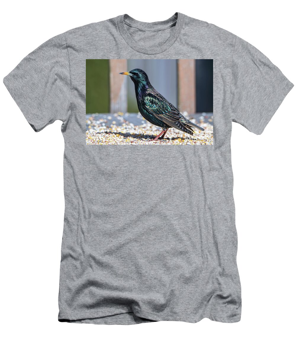 Starling T-Shirt featuring the photograph Bright Colors of the Starling Bird by Sandra J's