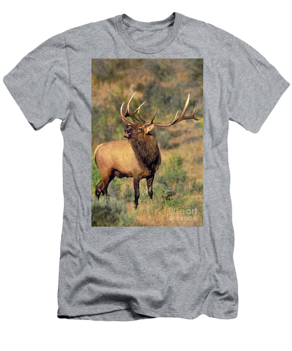 North America T-Shirt featuring the photograph Bull Elk in Rut Bugling Yellowstone Wyoming Wildlife by Dave Welling