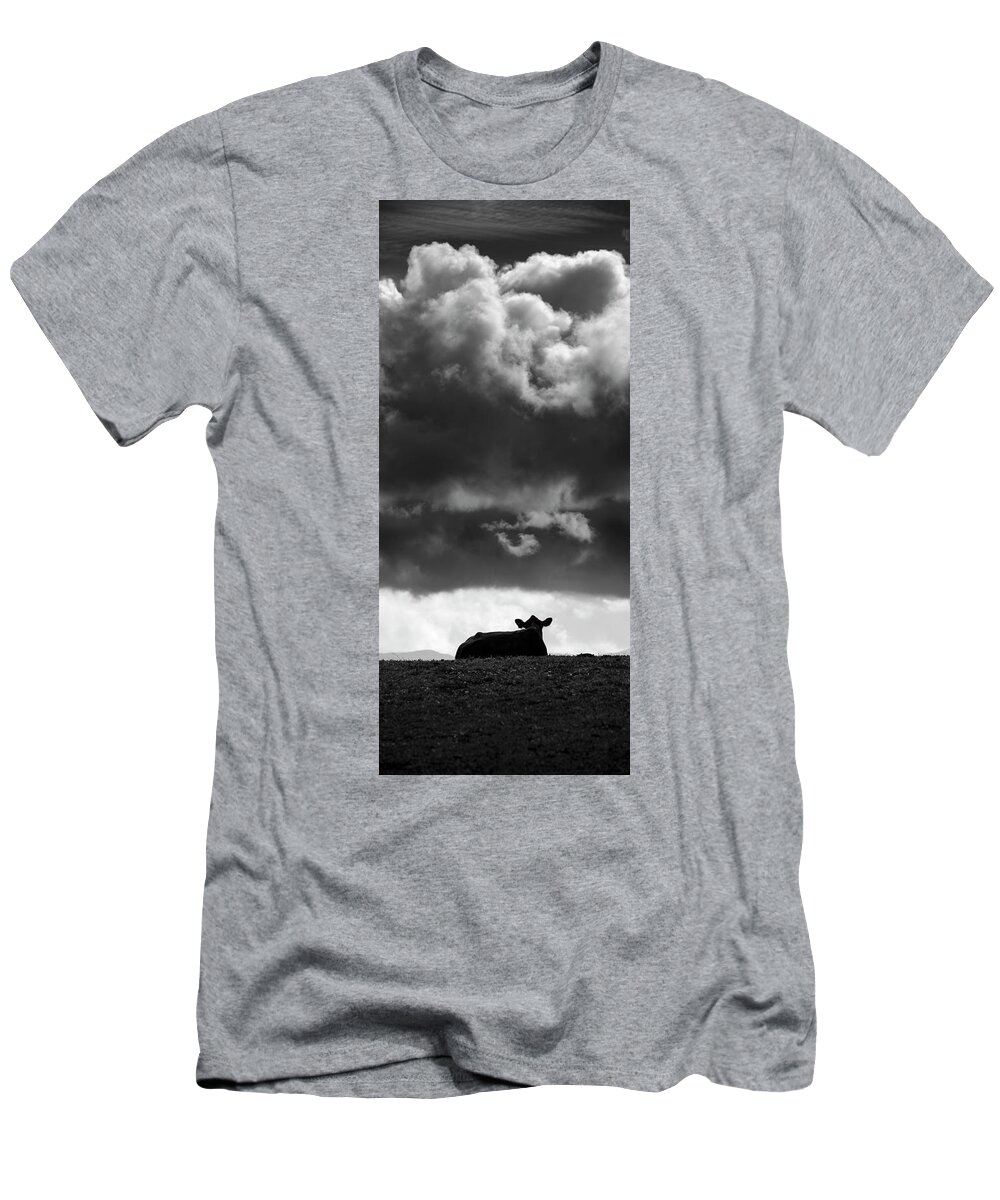 San Diego T-Shirt featuring the photograph Cow Resting in Ramona by William Dunigan
