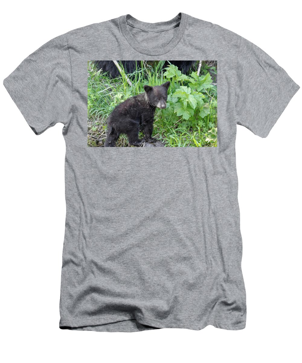 Bears Bear Black Cub Coy Animals Wildlife Cute Yellowstone National Park Tower Rocks Grass T-Shirt featuring the photograph Coy by Ronnie And Frances Howard