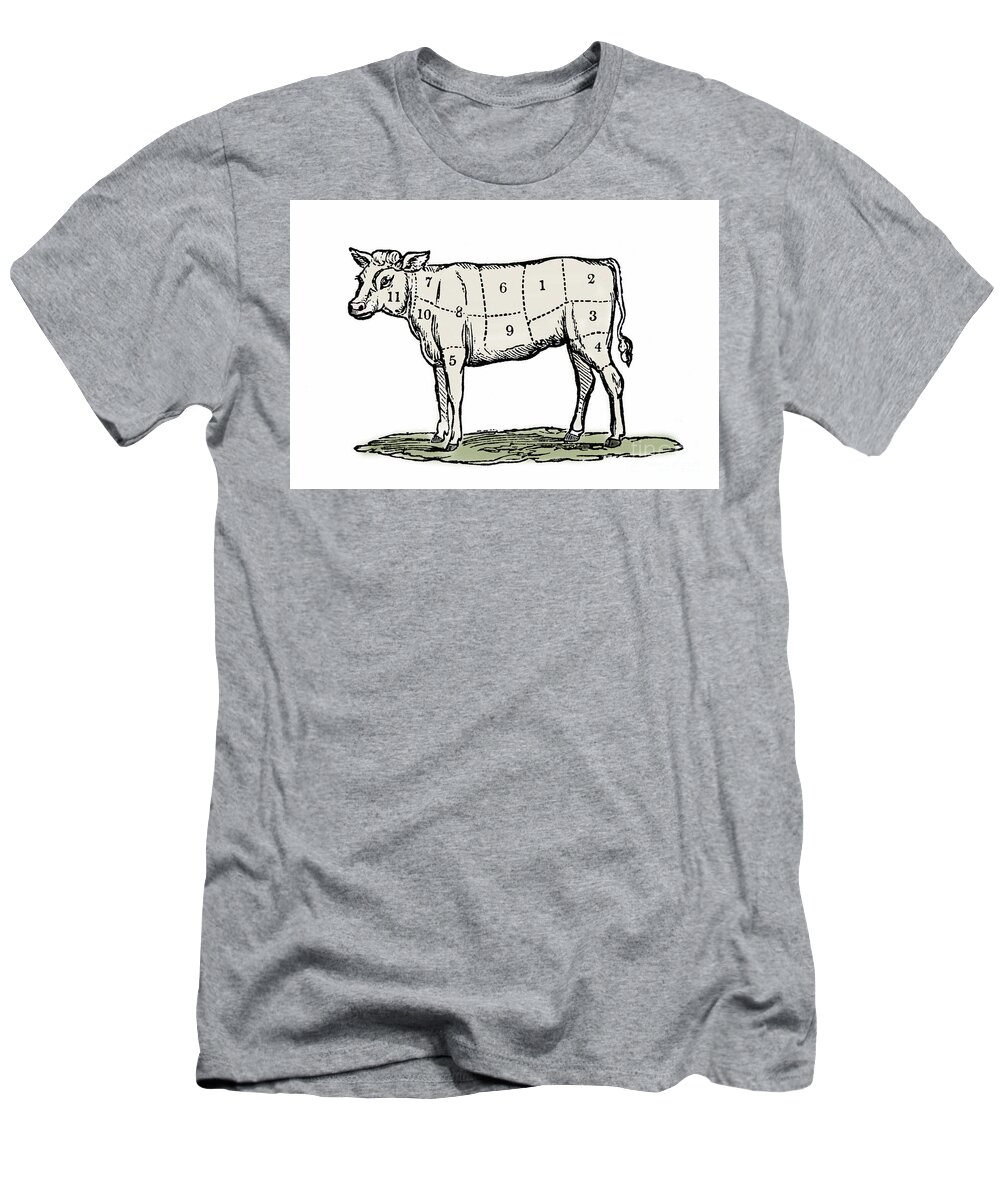 Cow T-Shirt featuring the drawing Cuts of Veal by European School
