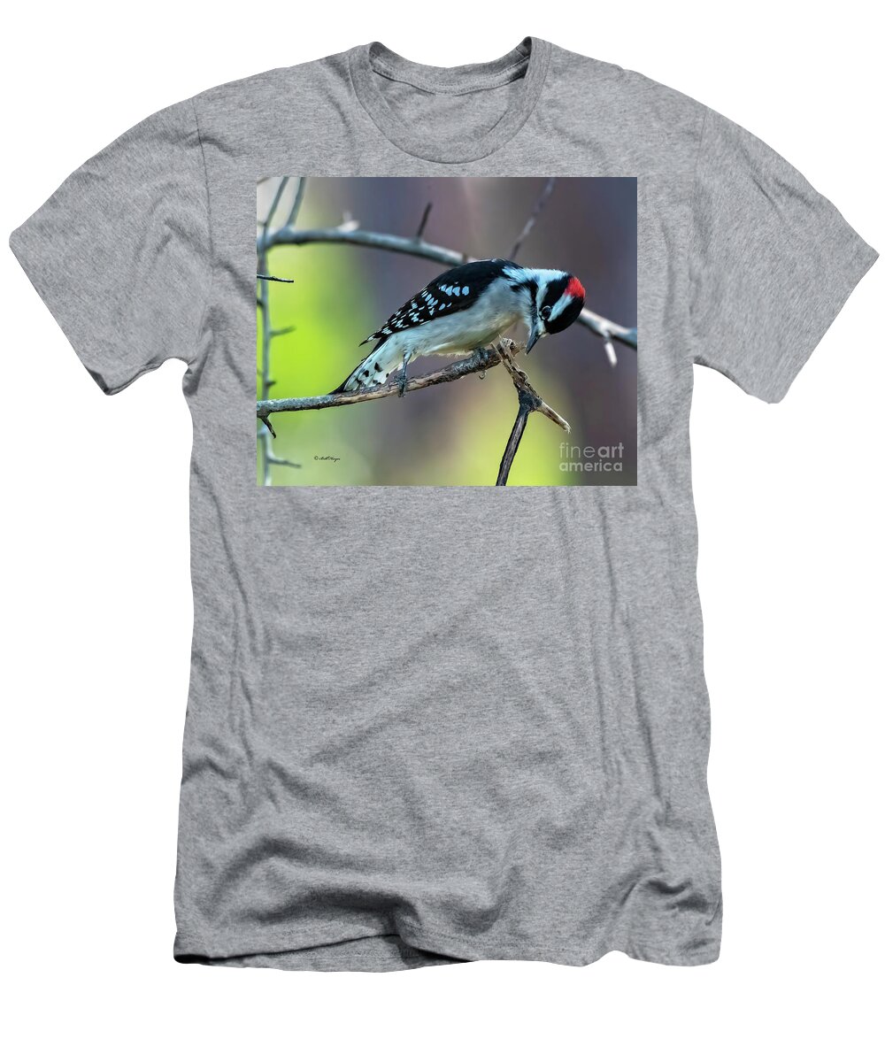 Woodpeckers T-Shirt featuring the photograph Downy Woodpecker by DB Hayes