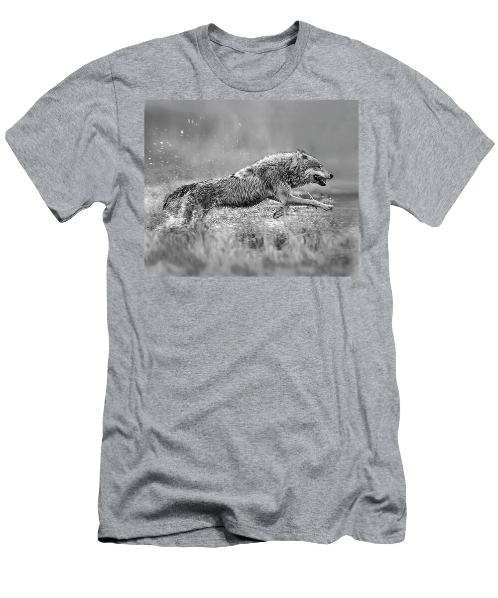 Disk1215 T-Shirt featuring the photograph Gray Wolf Splashing by Tim Fitzharris