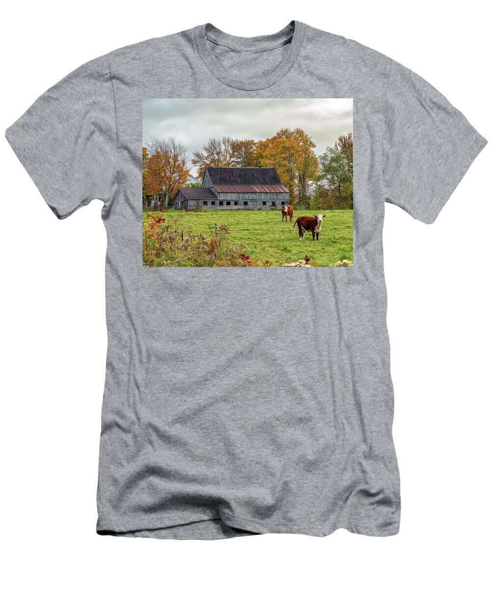 Vermont T-Shirt featuring the photograph Herefords in Fall by Rod Best