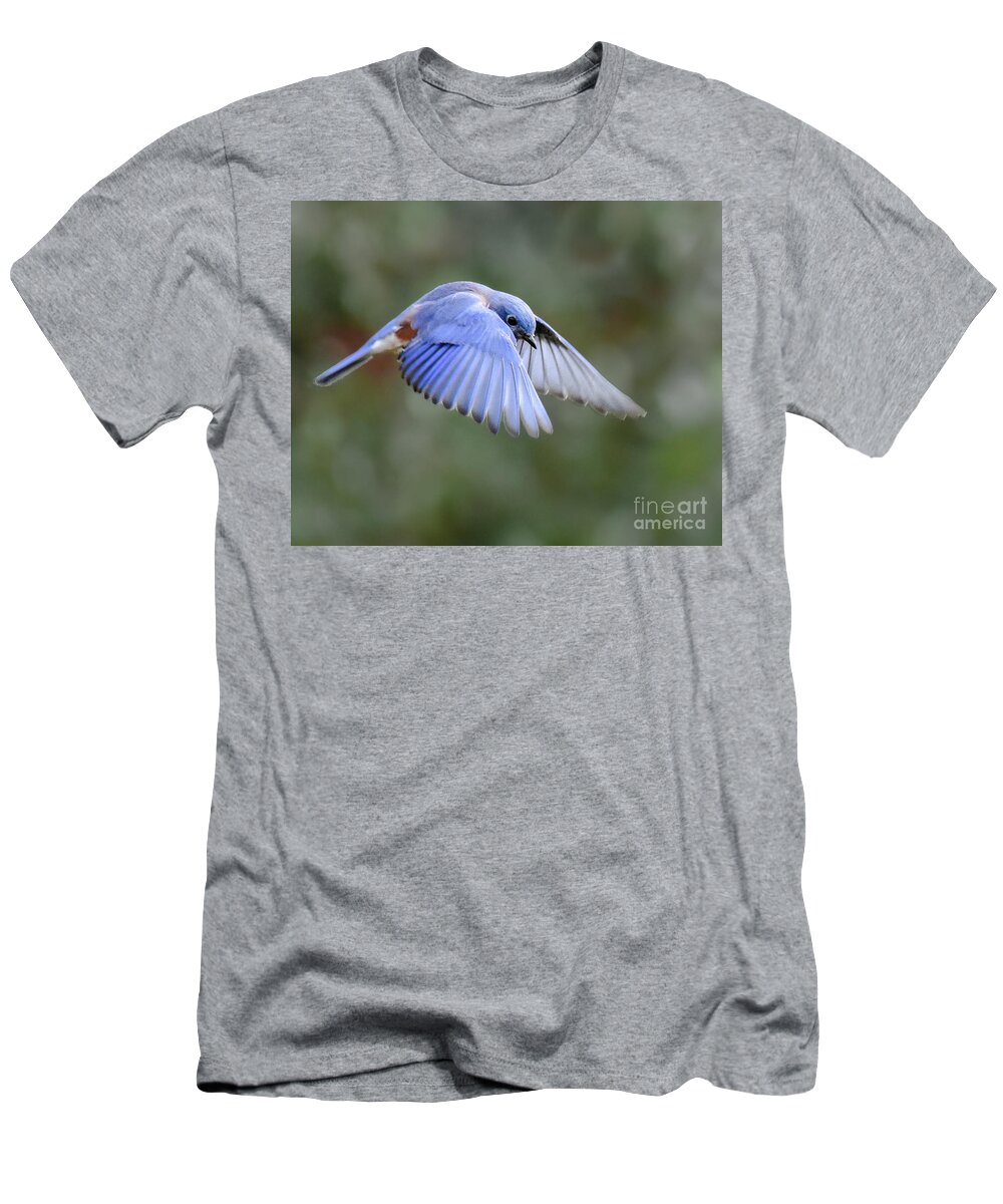 Bluebird T-Shirt featuring the photograph Hovering Bluebird by Amy Porter
