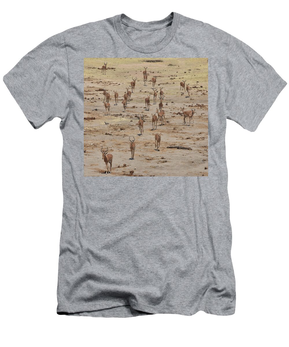 Impala T-Shirt featuring the photograph Impala Coming to Water by Ben Foster