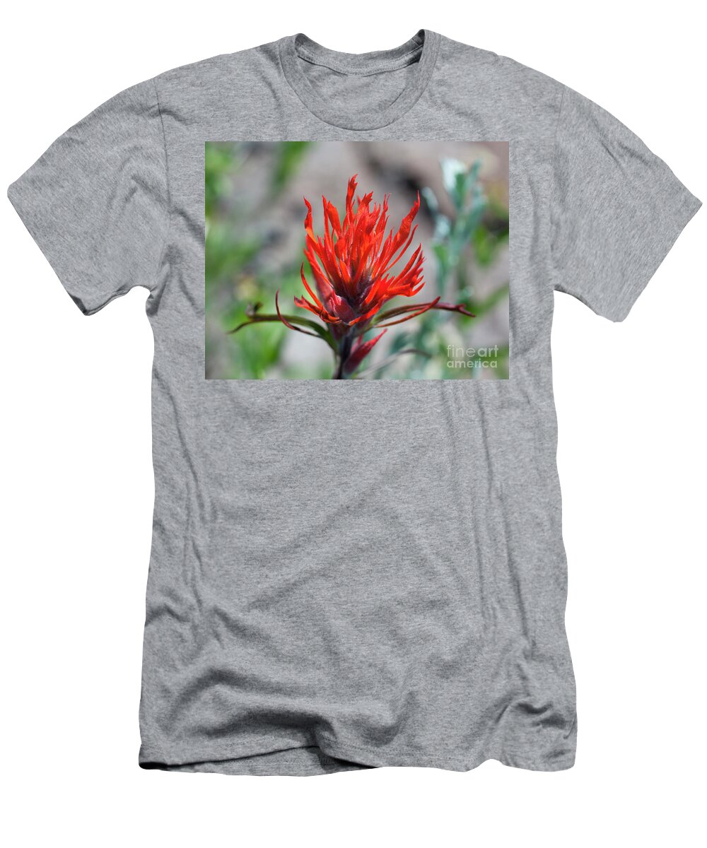 Grand Mesa T-Shirt featuring the photograph Indian Paintbrush by Julia McHugh