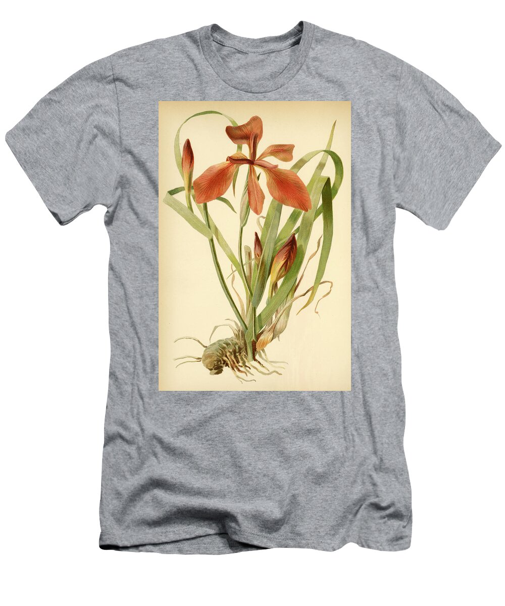 Iris T-Shirt featuring the mixed media Iris Cuprea Copper Iris. by Unknown
