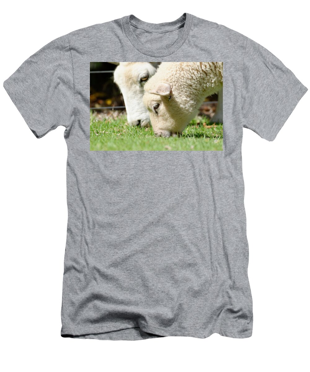 Losing Ground T-Shirt featuring the photograph Losing Ground -- Sheep and Cow in Tauranga, New Zealand by Darin Volpe