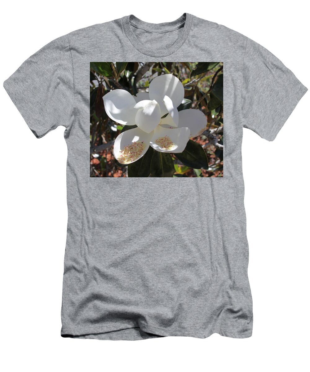 Magnificent White Magnolia Blossoms T-Shirt featuring the photograph Magnificent Magnolia by Philip And Robbie Bracco