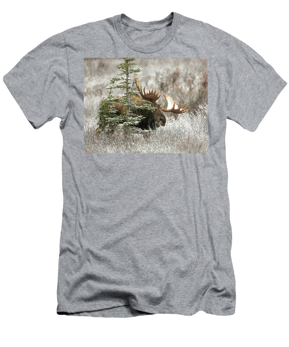Sam Amato Photography T-Shirt featuring the photograph Monster Denali Bull Moose by Sam Amato