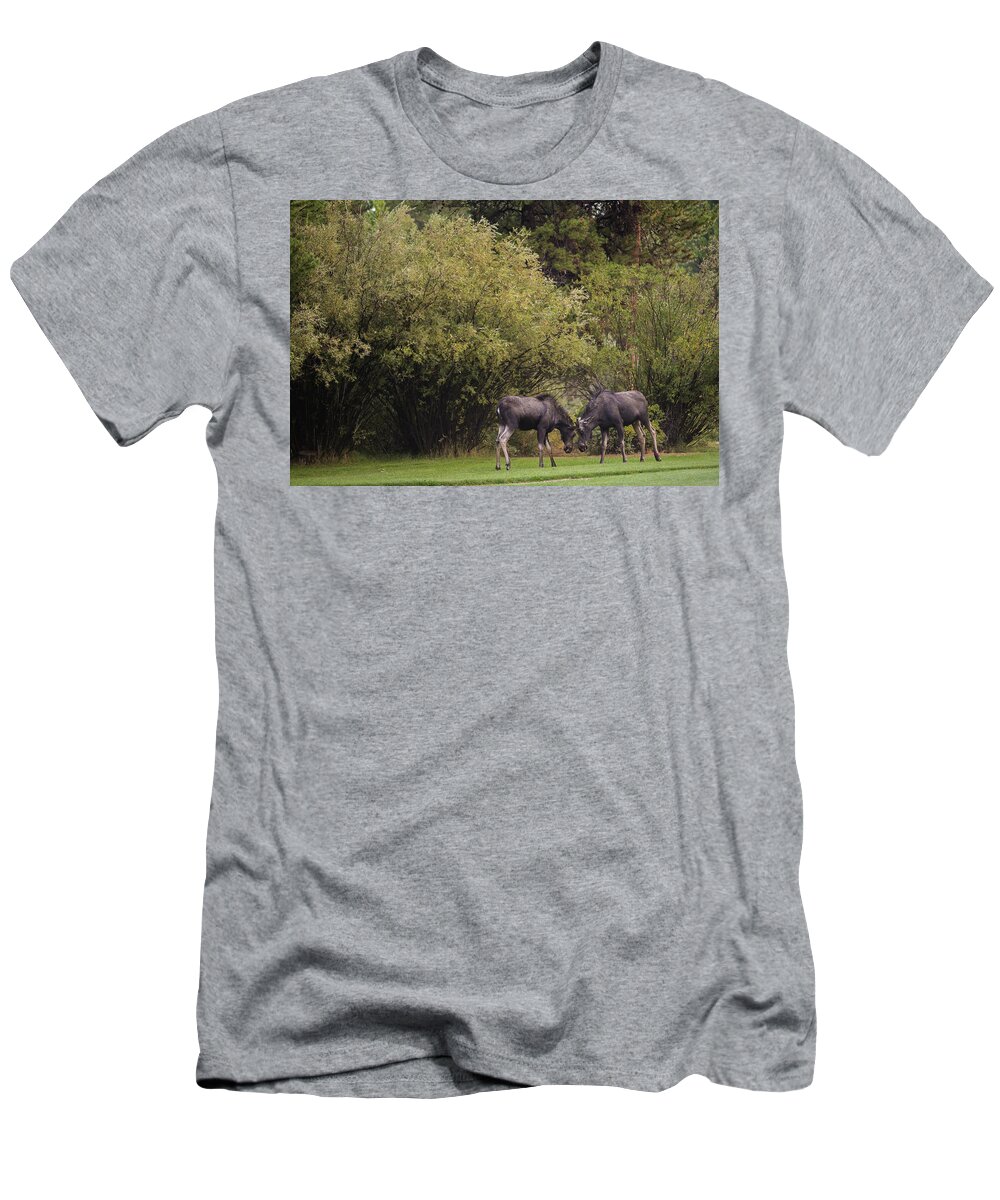 Young Moose At Play T-Shirt featuring the photograph Moose at play by Julieta Belmont