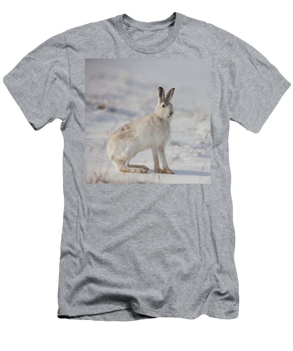 Mountain T-Shirt featuring the photograph Mountain Hare Sits In Snow by Pete Walkden