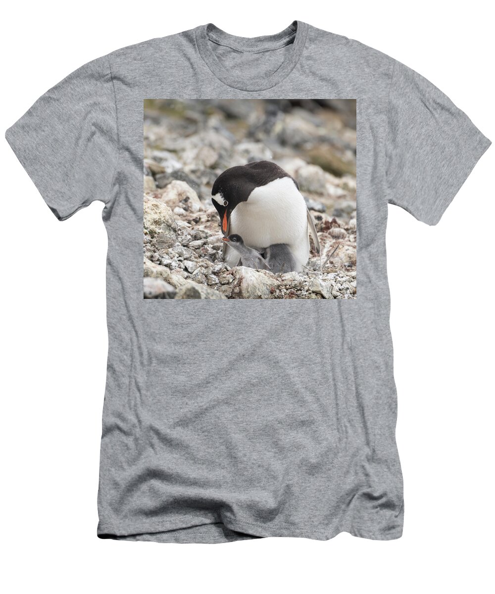 Penguins T-Shirt featuring the photograph Personality Emerges Early by Alex Lapidus