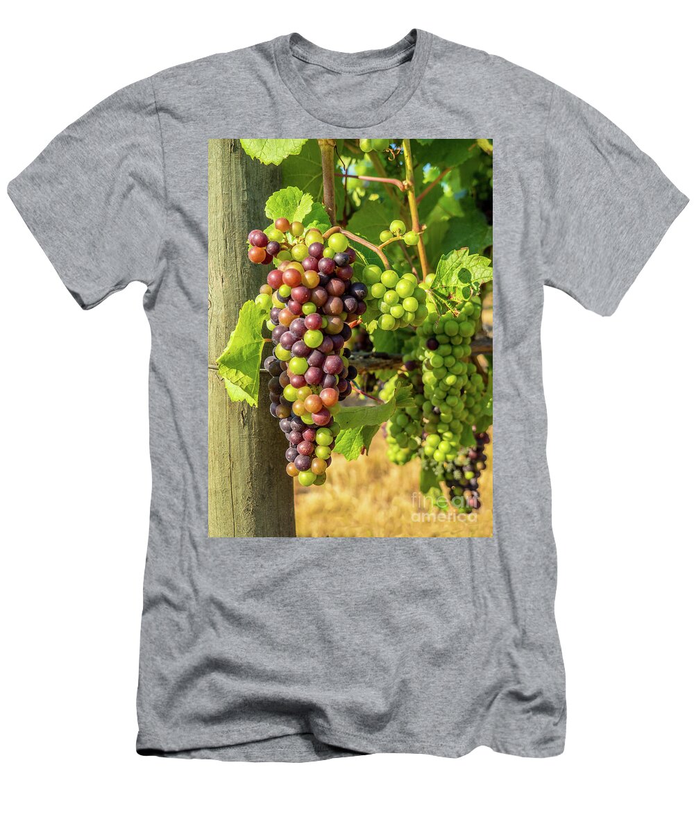Grapes T-Shirt featuring the photograph Pinot Gris Willamette Valley Vineyard by Leslie Struxness