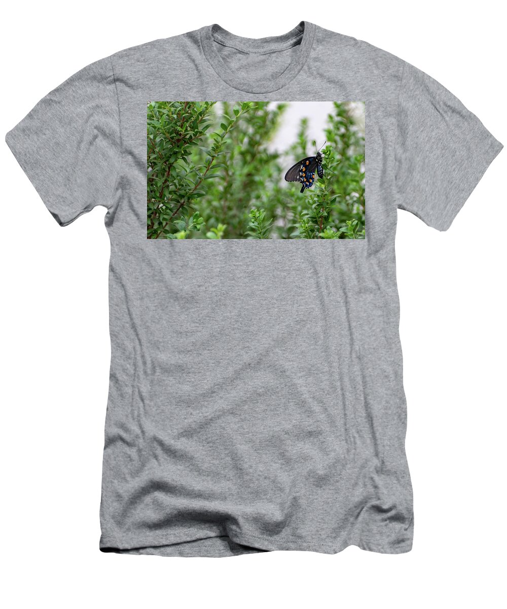 Butterfly T-Shirt featuring the photograph Pipevine Swallowtail by Douglas Killourie