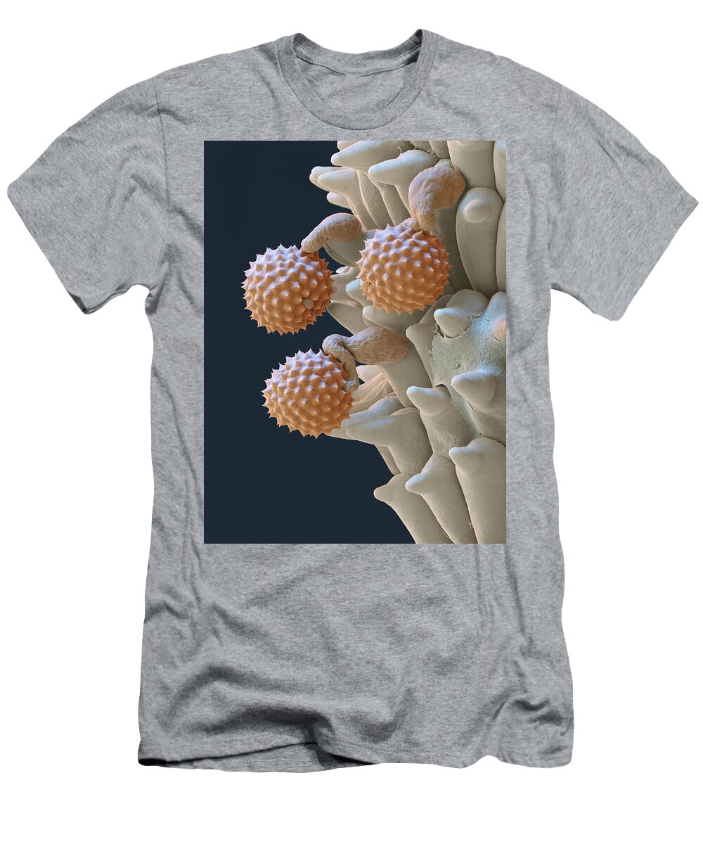 Ambrosia T-Shirt featuring the photograph Pollen And Pollen Tubes, Sem by Oliver Meckes EYE OF SCIENCE