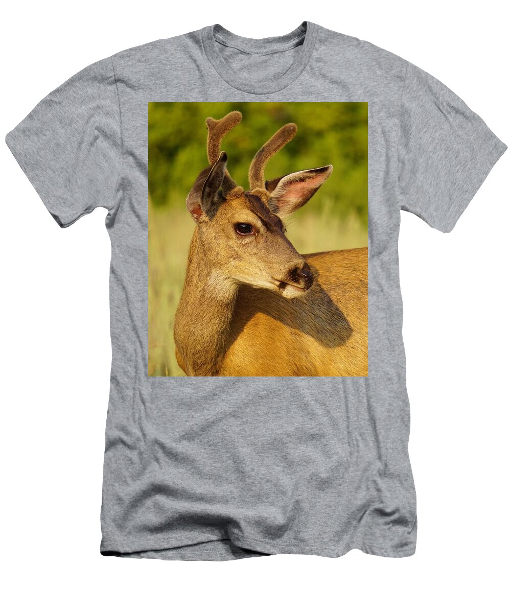 Wildlife T-Shirt featuring the photograph Mule Deer Portrait by Brett Harvey