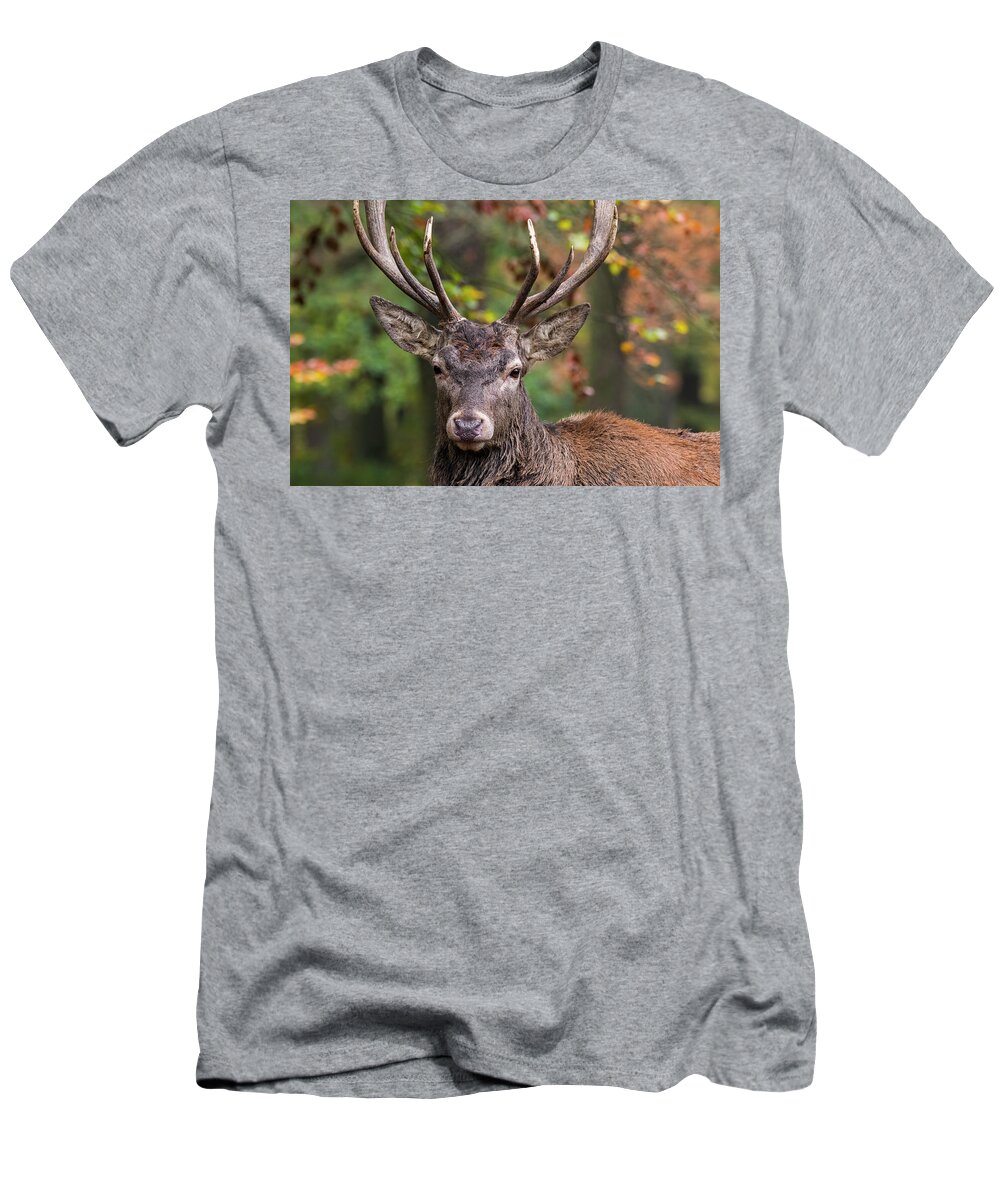 Red Deer T-Shirt featuring the photograph Red Deer by Arterra Picture Library