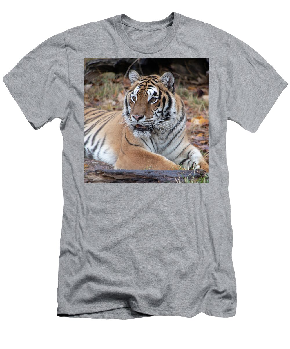 Animal T-Shirt featuring the photograph Siberian Tiger Portrait Square by TL Wilson Photography by Teresa Wilson
