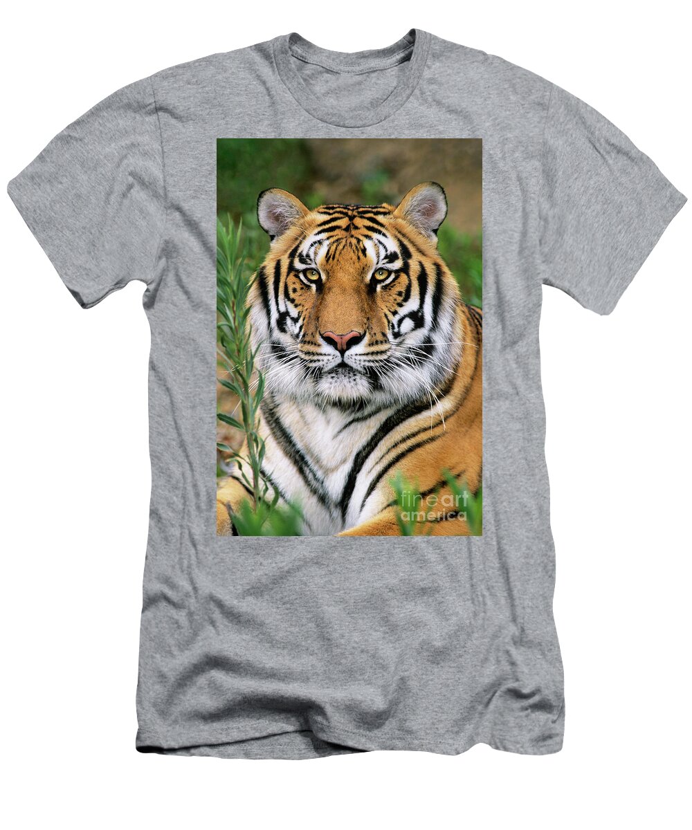 Siberian Tiger T-Shirt featuring the photograph Siberian Tiger Staring Endangered Species Wildlife Rescue by Dave Welling